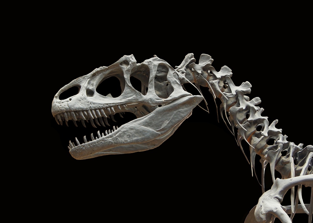 dinosaur, allosaurus, skeleton-60588.jpg