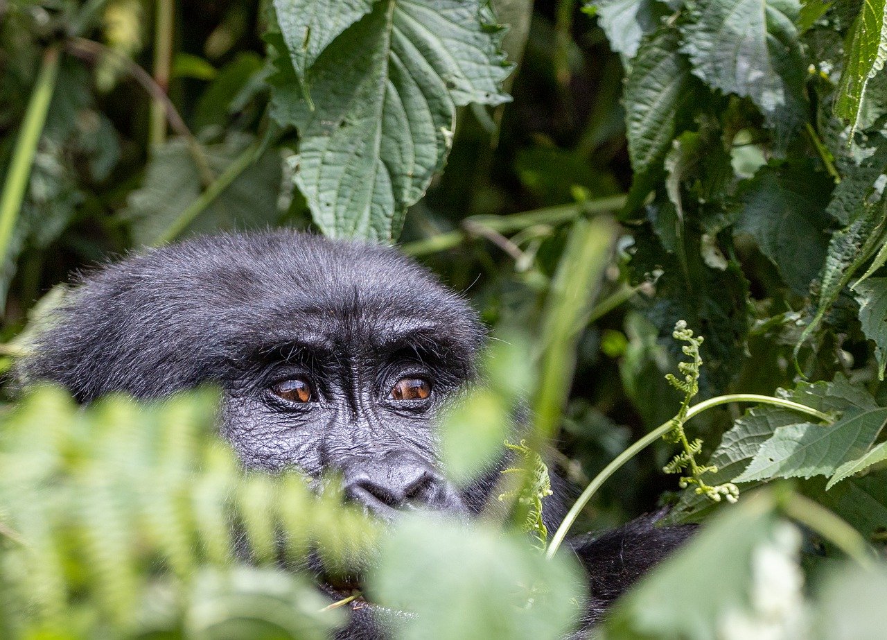 gorilla, animal, jungle-7708352.jpg